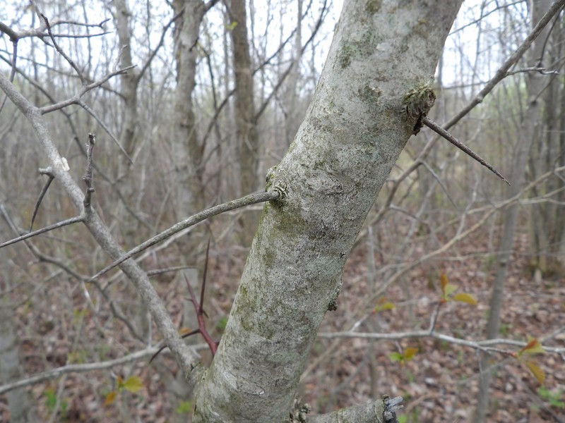 Hawthorn