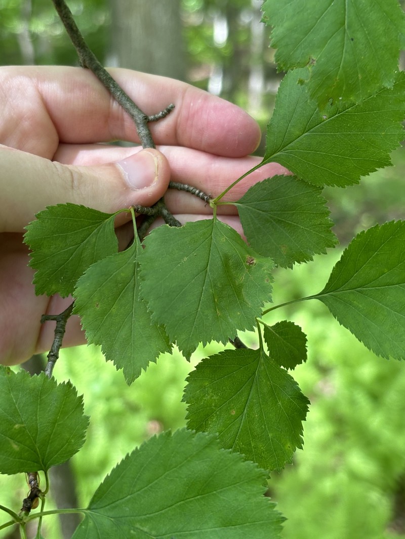 Hawthorn photo 2