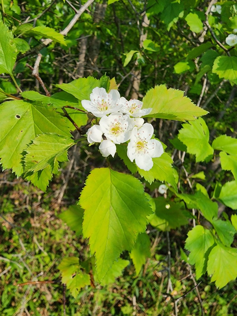 Hawthorn photo 6
