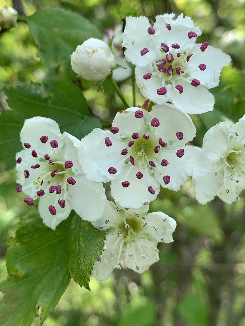 Hawthorn photo 7