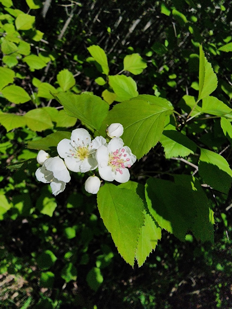 Hawthorn photo 8