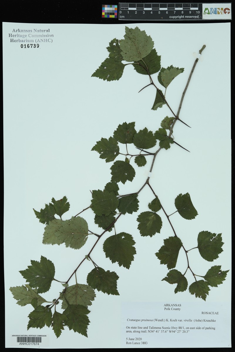 Crataegus pruinosa var. virella photo 3