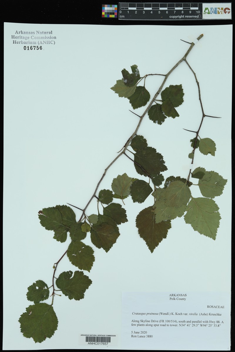 Crataegus pruinosa var. virella photo 4