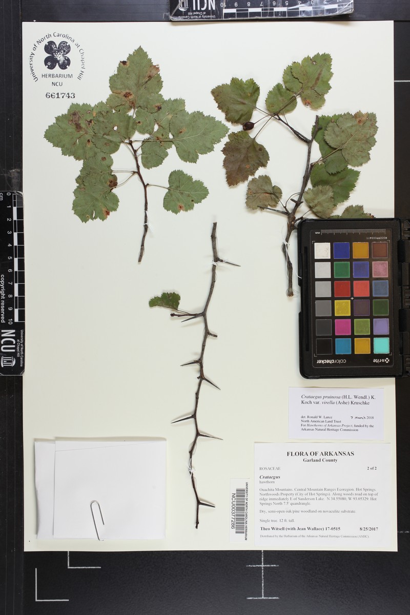 Crataegus pruinosa var. virella photo 5