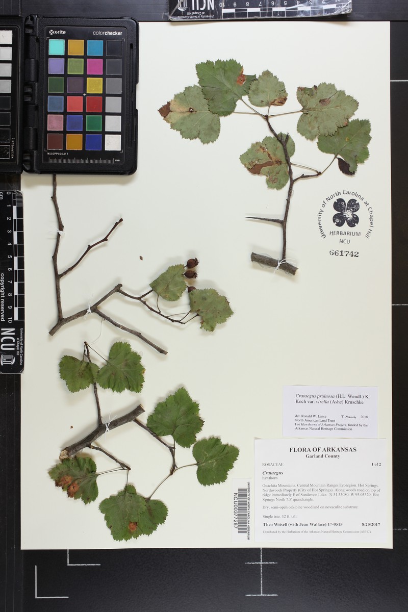 Crataegus pruinosa var. virella photo 6