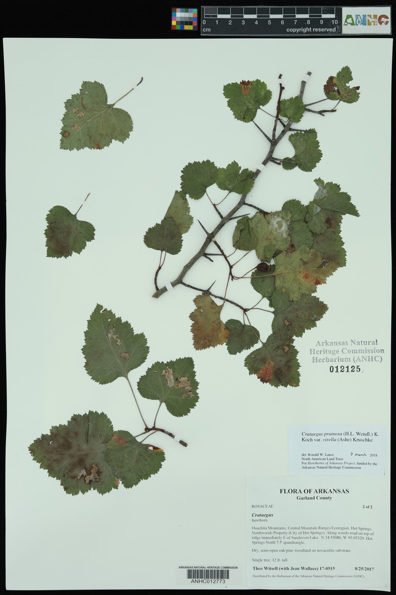 Crataegus pruinosa var. virella photo 7