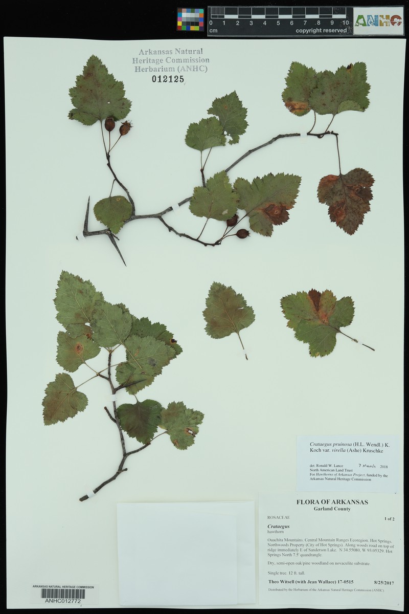 Crataegus pruinosa var. virella photo 8
