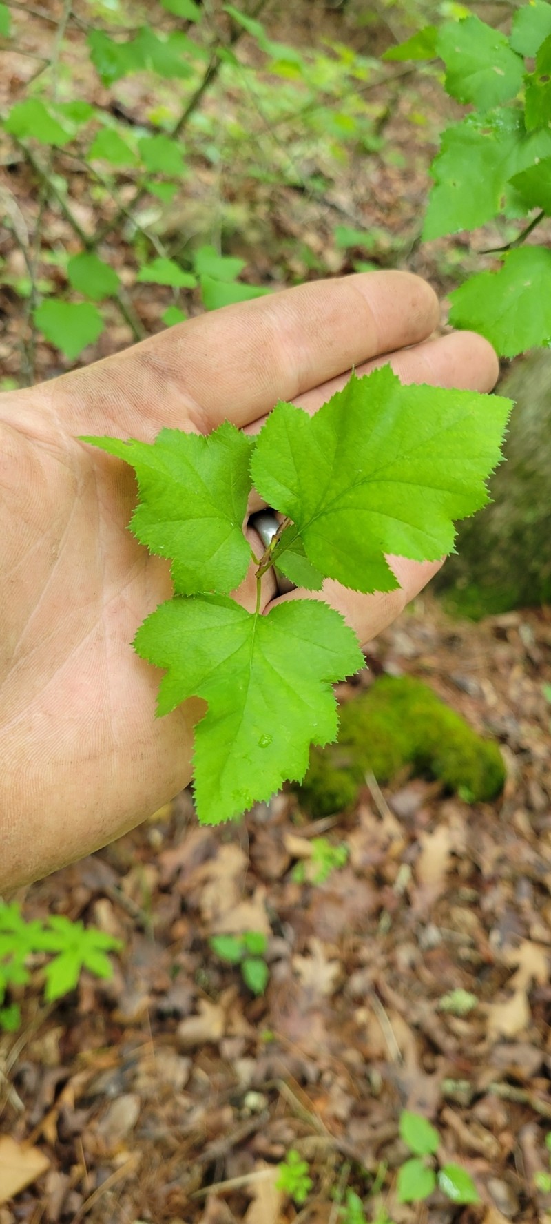 Crataegus pruinosa var. virella