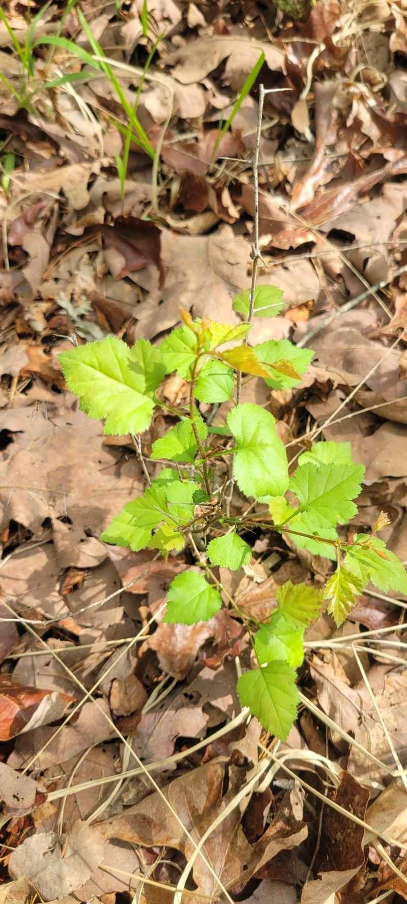 Crataegus pruinosa var. virella photo 2