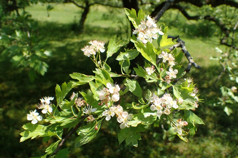 Crataegus pseudoheterophylla