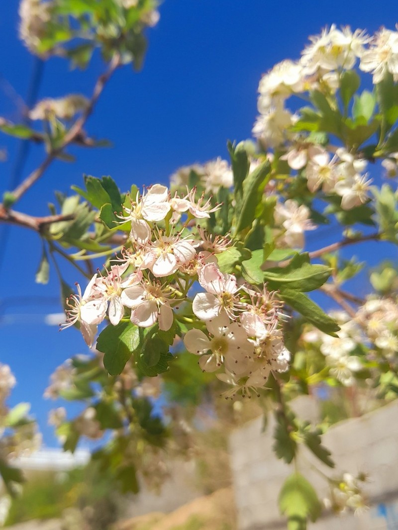 Crataegus pseudoheterophylla photo 2