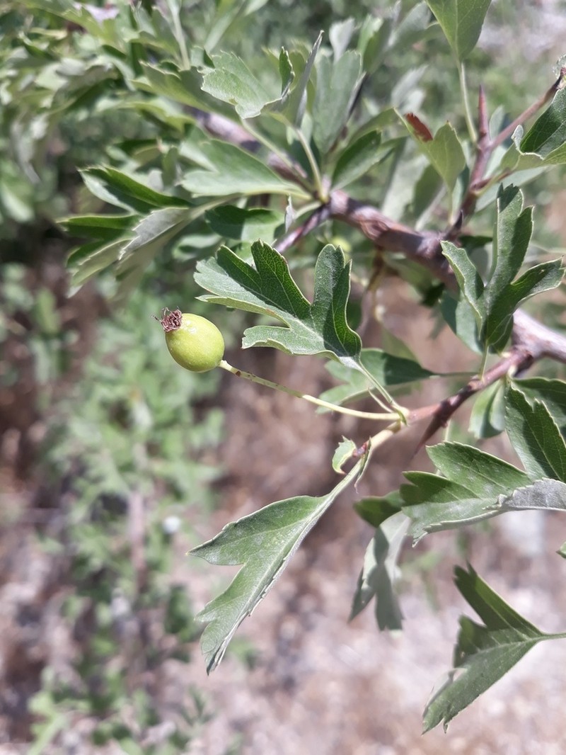 Crataegus pseudoheterophylla photo 3
