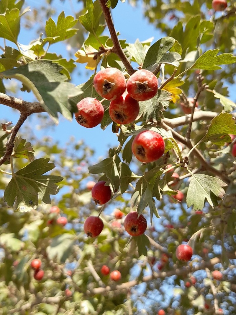 Crataegus pseudoheterophylla photo 4