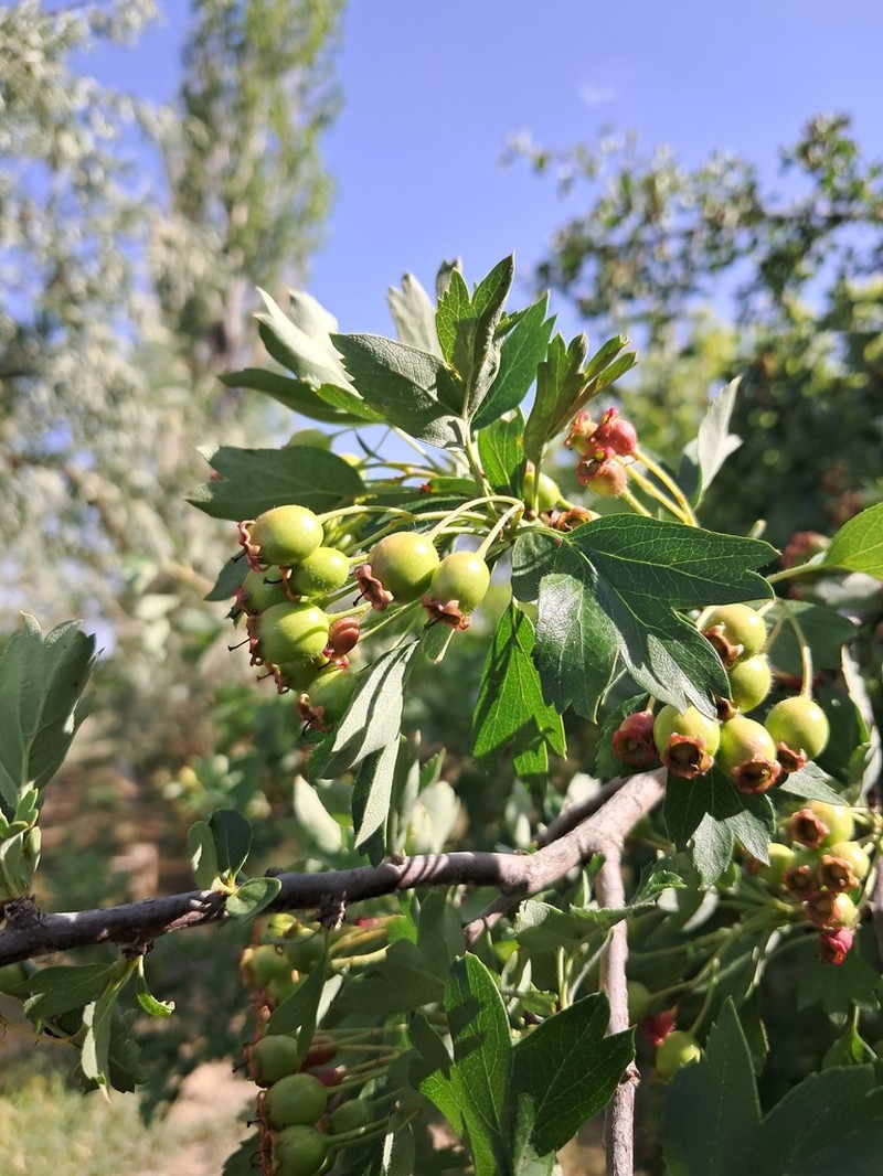 Crataegus pseudoheterophylla photo 5