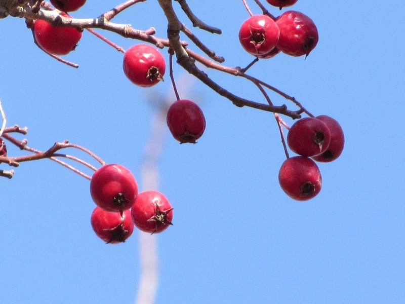 Crataegus pseudoheterophylla photo 6