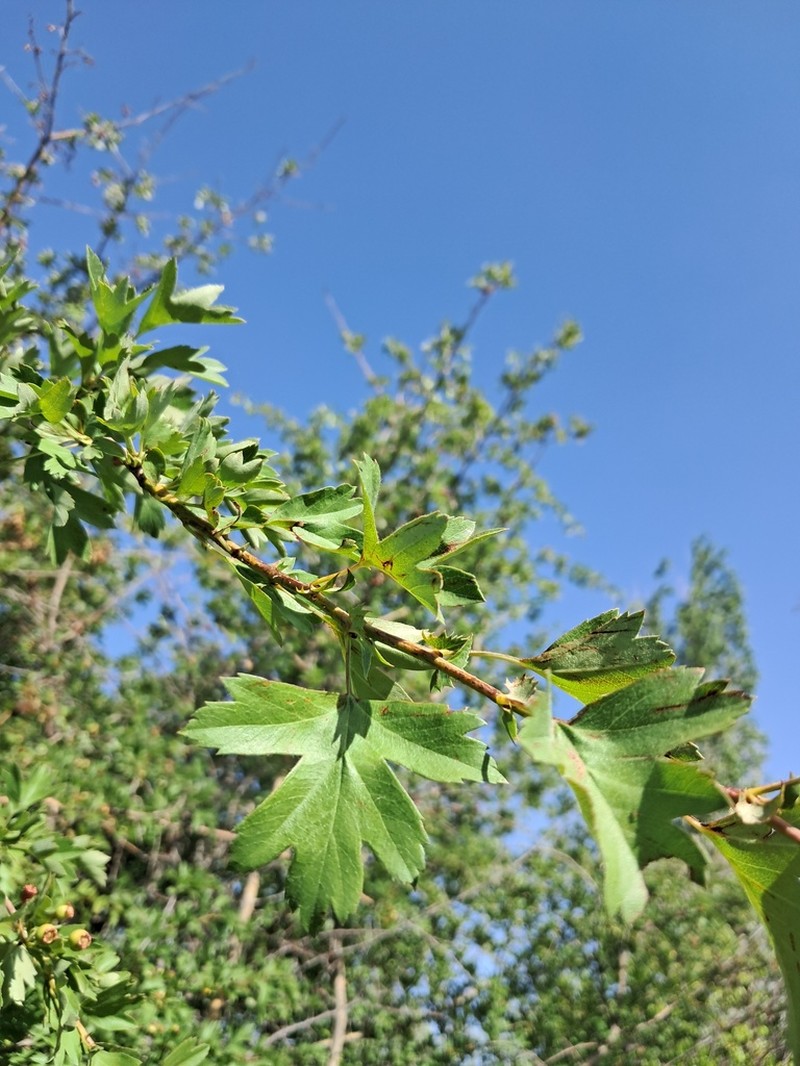 Crataegus pseudoheterophylla photo 7