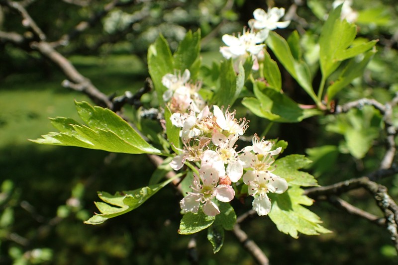 Crataegus pseudoheterophylla subsp. turcomanica photo 3