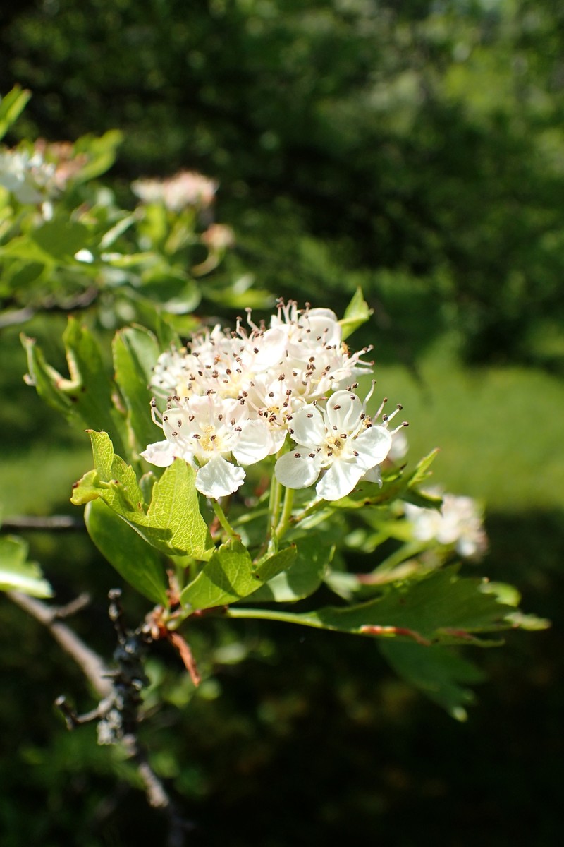 Crataegus pseudoheterophylla subsp. turcomanica photo 4