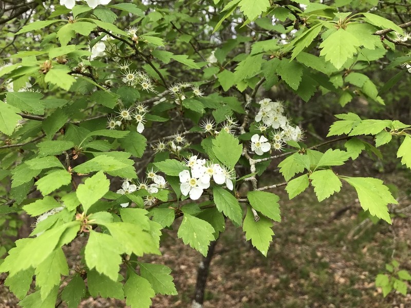 Bountiful Hawthorn photo 2