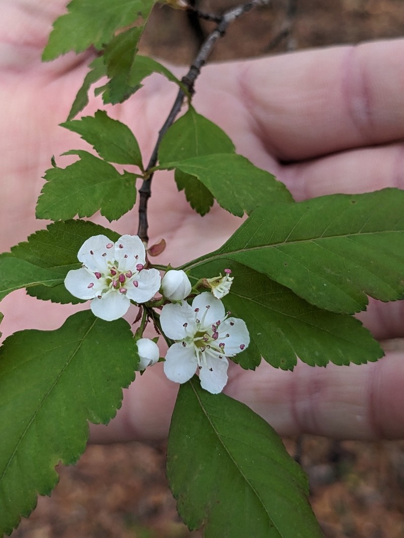 Southern Hawthorn