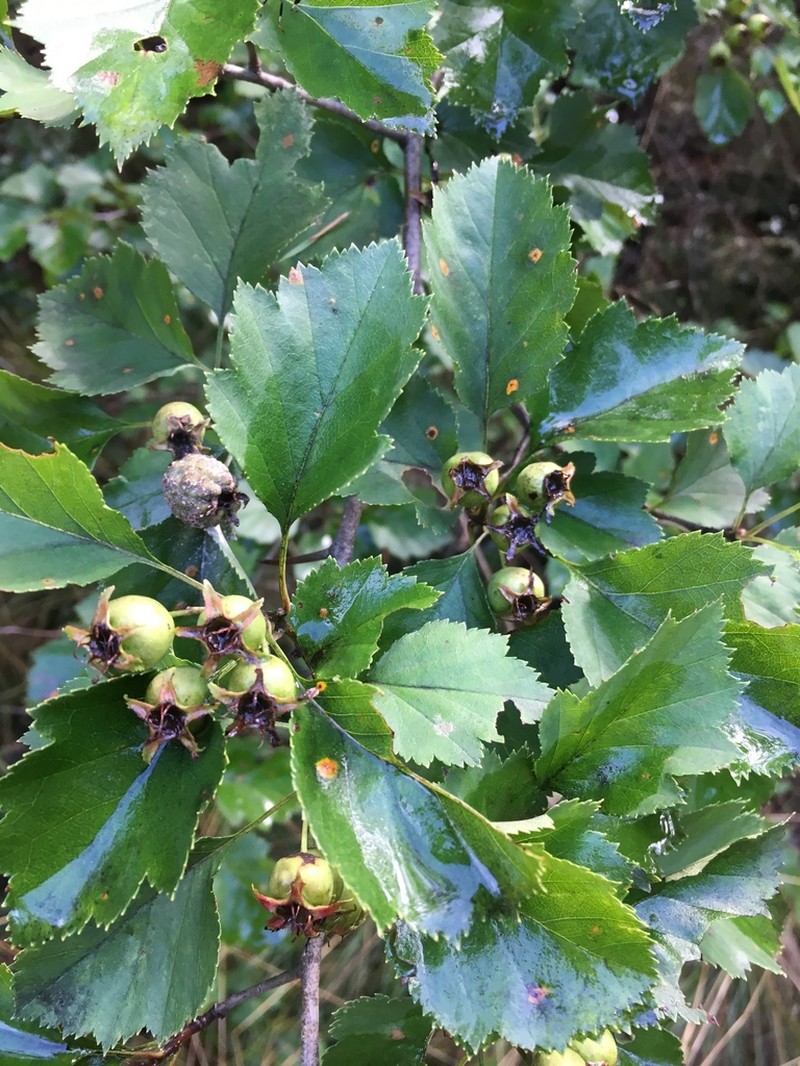 Pineland Hawthorn photo 4