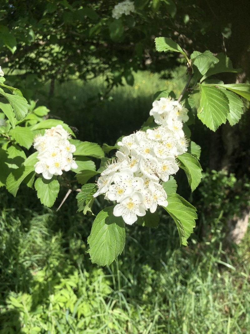 Prairie Hawthorn