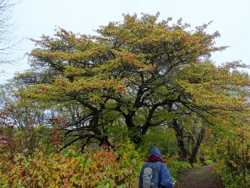 Prairie Hawthorn photo 3
