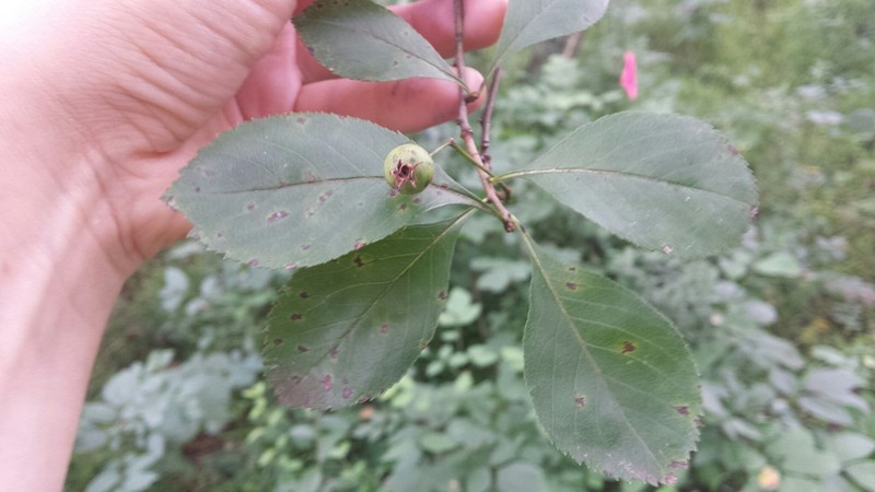 Prairie Hawthorn photo 4