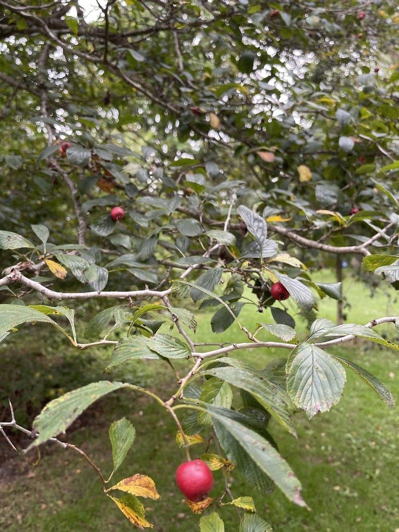 Prairie Hawthorn photo 5