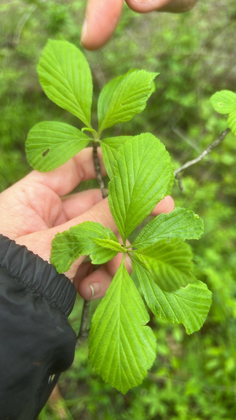 Prairie Hawthorn photo 6