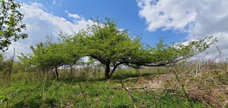 Prairie Hawthorn photo 8