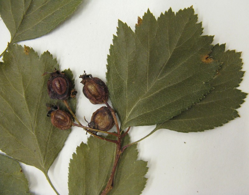 Crataegus purpurella