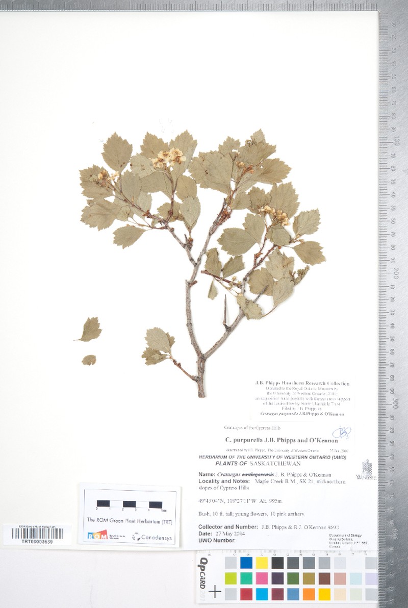 Crataegus purpurella photo 2