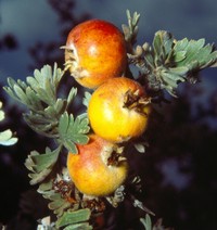 Crataegus pycnoloba