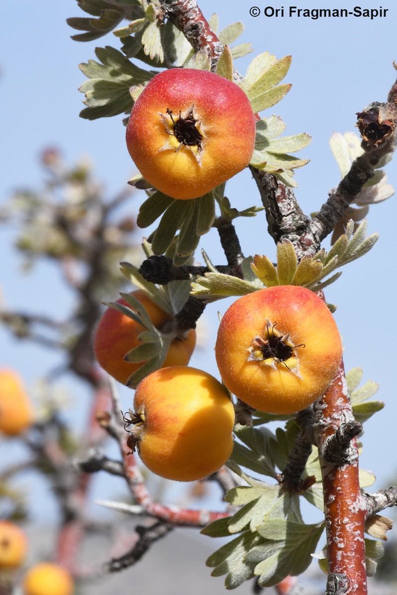 Crataegus pycnoloba photo 2