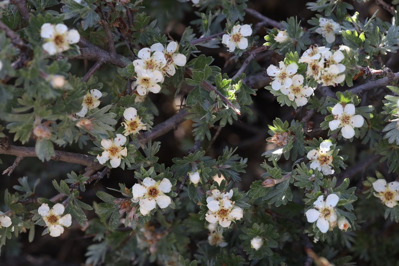 Crataegus pycnoloba photo 3