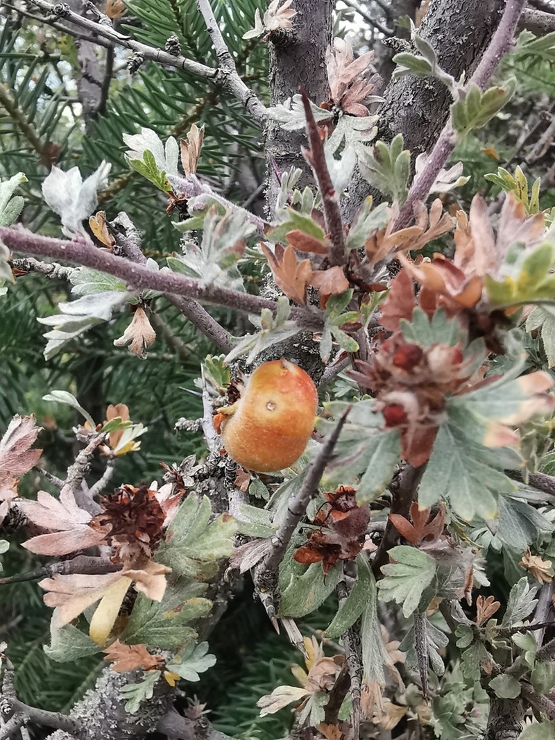 Crataegus pycnoloba photo 5