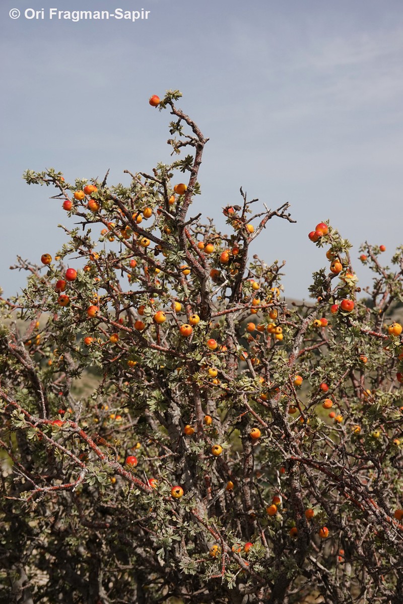 Crataegus pycnoloba photo 6