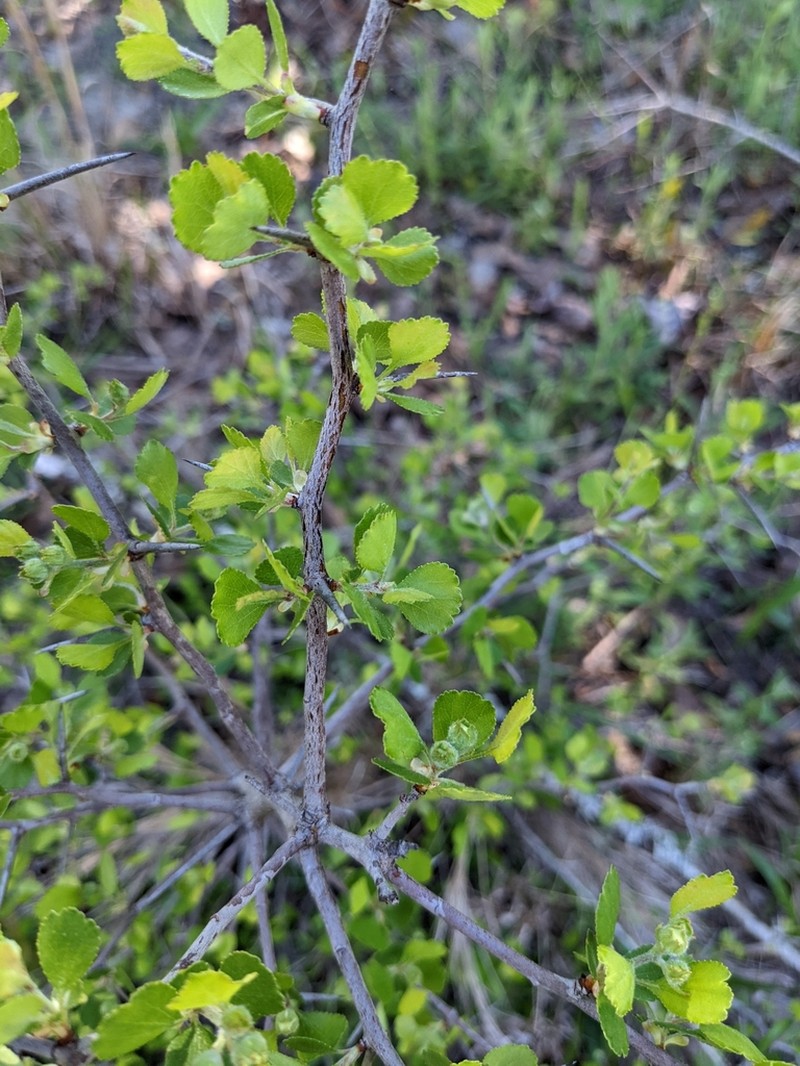 Gulf Hawthorn photo 2