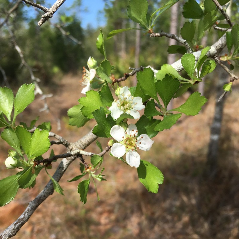 Gulf Hawthorn photo 3
