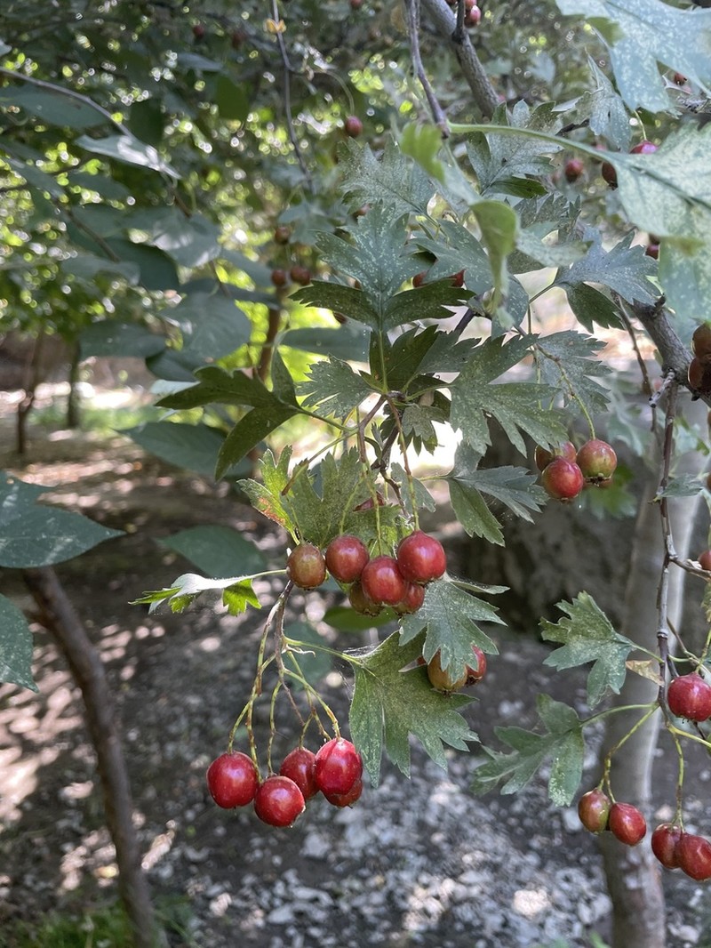 Crataegus remotilobata photo 2
