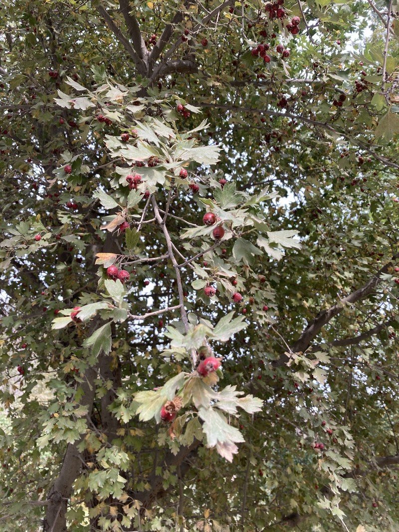 Crataegus remotilobata photo 3