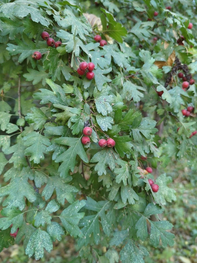 Crataegus remotilobata photo 4