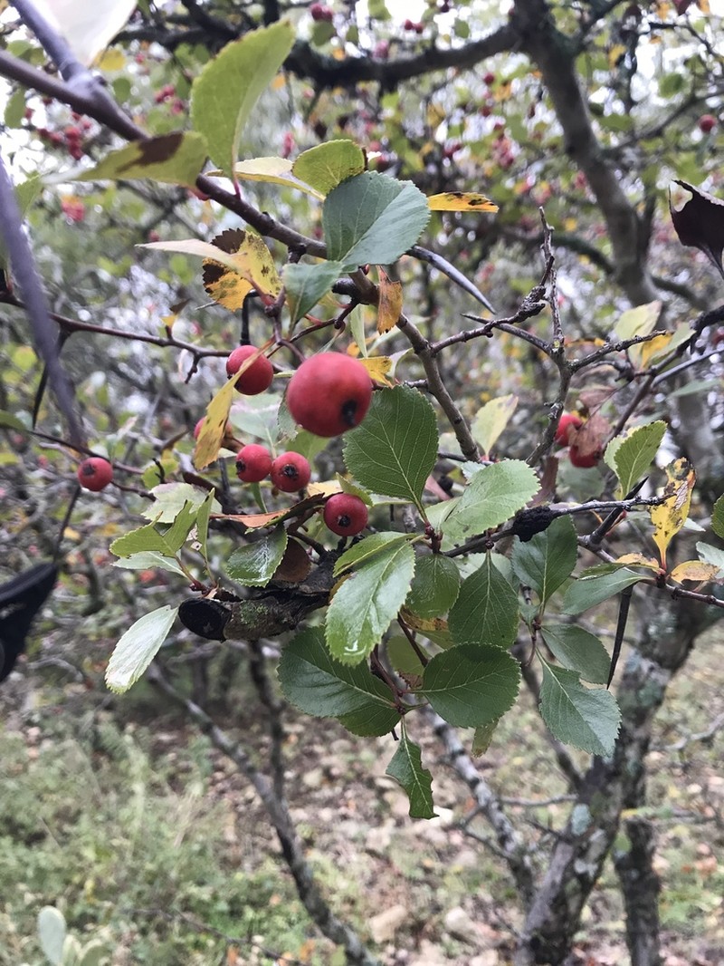 Reverchon's Hawthorn