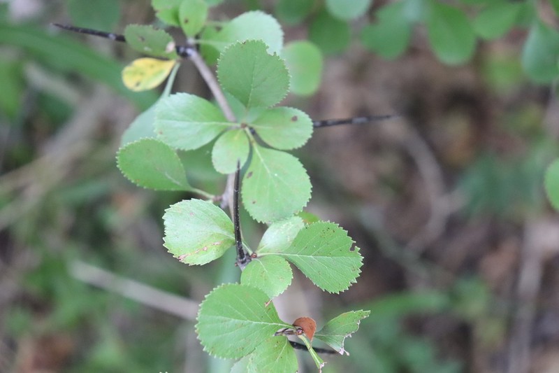 Reverchon's Hawthorn photo 2