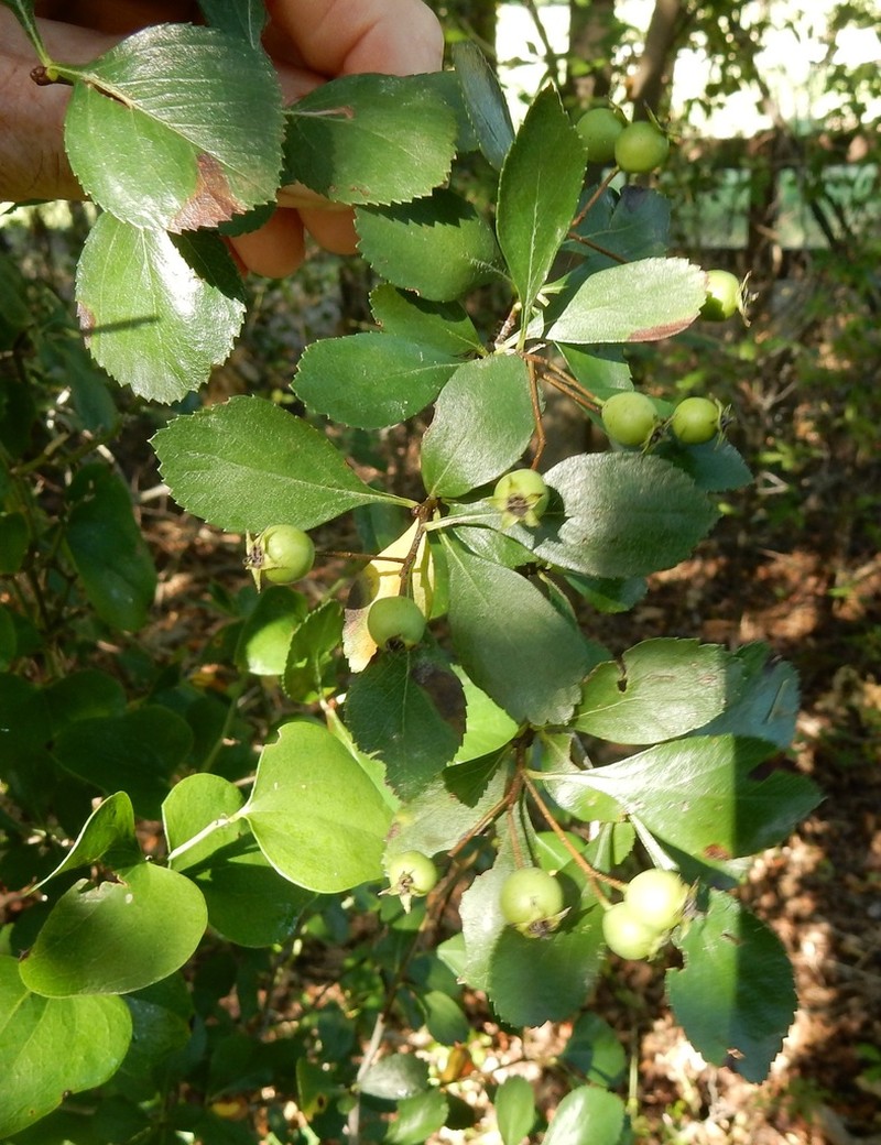 Reverchon's Hawthorn photo 3