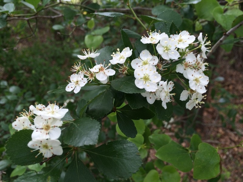 Reverchon's Hawthorn photo 4