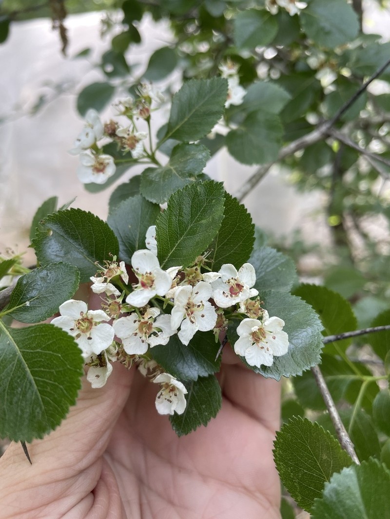 Reverchon's Hawthorn photo 5