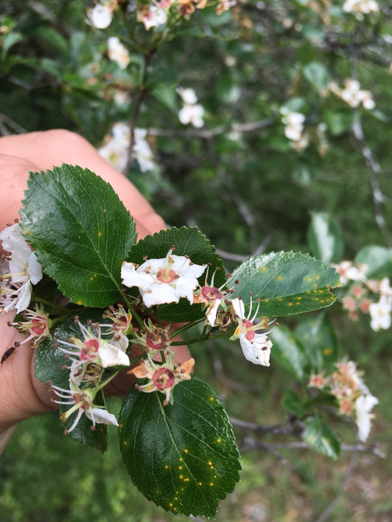 Reverchon's Hawthorn photo 7