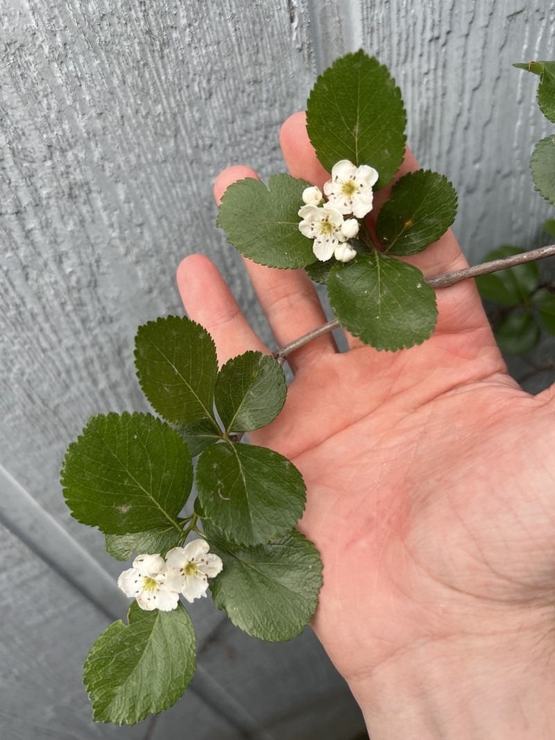 Reverchon's Hawthorn photo 8